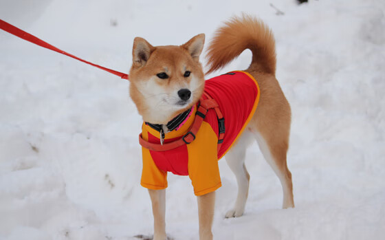 “法甲最后几轮，争冠形势渐趋明朗”，法甲排位