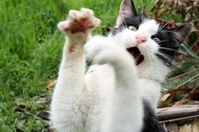 严格裁判体系:确保每一局比赛的公正性,严格遵守比赛规则 坚决服从裁判